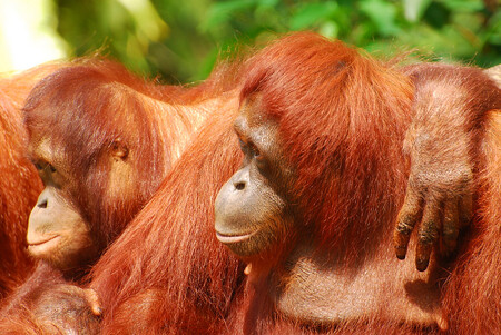 Světový svaz ochrany přírody (UICN) v červenci označil orangutany za kriticky ohrožené, což je poslední předstupeň před vyhubením druhu ve volné přírodě. Podle UICN jich dnes na Borneu žije něco přes 100 000, zatímco v roce 1970 jich tu bylo téměř 300 000