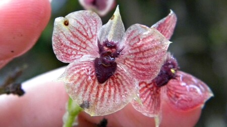 Při bližším pohledu na květ orchideje objevíte hlavu čerta.