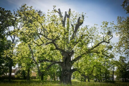 Kvasický ořešák roste v krajinářském parku, který v roce 1790 založil hrabě Jan Nepomuk Lamberg.