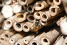 Včela druhu Osmia rufa (či Osmia bicornis) u hmyzího hotelu