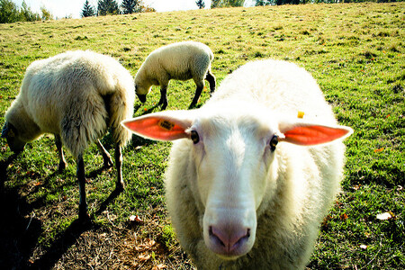 Ovce si s porosty agresivních trav neporadí a místo nich spasou většinu kvetoucích bylin