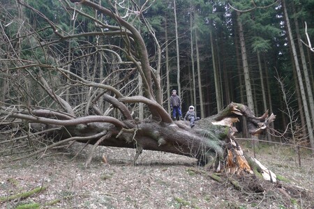 Strom bude nadále zachován jako památný, i spadlý strom má v přírodě svoje místo a funkci. Rozkládající se kmen se přirozeně stává biotopem pro další organismy.