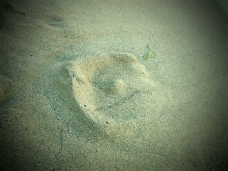 Ochránci želv, sem! Našli jsme hnízdo s vejci karety obecné! Ochránci želv, sem! Našli jsme hnízdo s vejci karety obecné!