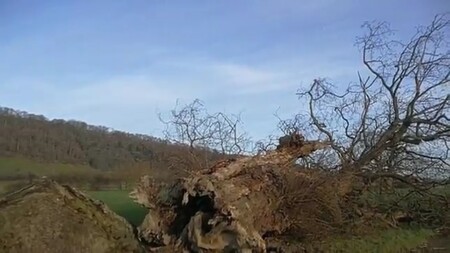 Velšský dub byl vysazen před 1 000 lety. Padlý strom je jedním z nejstarších stromů ve Walesu. Je také považován za hraniční značku mezi současným Walesem a Anglií. Buttingtonský dub (na obrázku) se v polovině loňského roku rozlomil na dvě poloviny poté, co podlehl silnému větru.