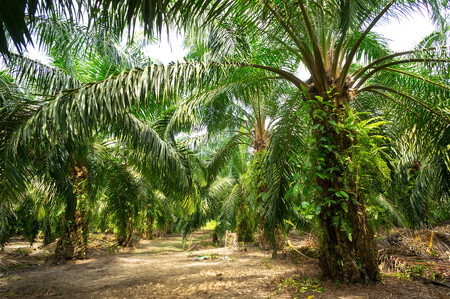 Palma olejná má svůj domov v Africe a přestože její porost může působit "divoce" podle odborníků je to z hlediska biodiverzity "zelená poušť"