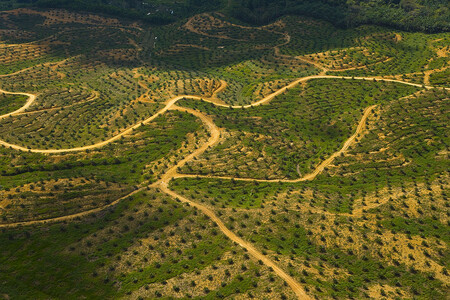 Biopaliva pocházející z palmových plantáží, vysazených na místě bývalého deštného pralesa, mají vyšší uhlíkovou stopu než klasická fosilní paliva. Na snímku plantáž na Borneu.