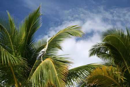 Mnoho živočišných i rostlinných druhů se kvůli palmovým plantážím dostává pod velký tlak. Ilustrační foto volavky pochází z Malediv.