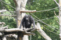 Šimpanz hornoguinejský