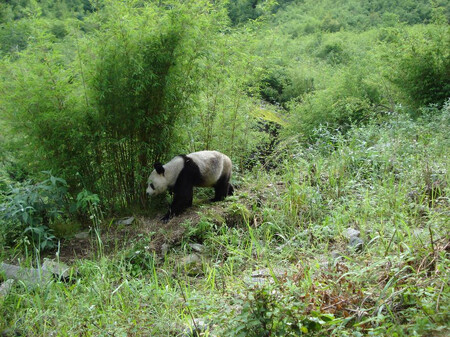 Pandy velké mají rády mírně svažitý terén a prosluněná místa s dostatkem bambusu. Stejně jako koně.