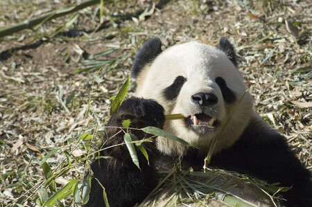 V divoké přírodě žije přes 1800 pand velkých, přičemž jejich počet stoupá. Dalších asi 300 jich je v zajetí, převážně v Číně