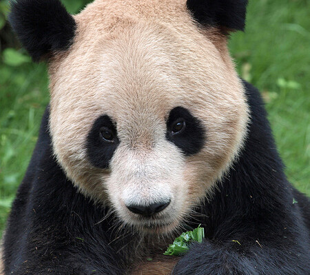 Skoro všechny slavné, ikonické ohrožené druhy nepatří z hlediska evolučního pojetí ochrany přírody mezi ty nejohroženější. Ještě nejlíp je na tom panda velká, která je mezi savci devatenáctá.