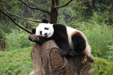 V divoké přírodě žije podle posledního sčítání přes 1800 pand velkých, přičemž jejich počet stoupá. Dalších asi 300 jich je v zajetí, převážně v Číně