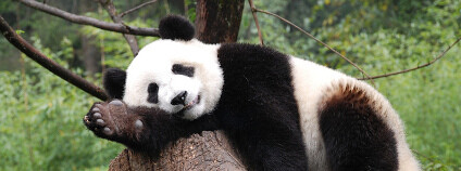 Panda velká v čínské přírodní rezervaci Wolong Foto: Blake Lennon / Flickr.com
