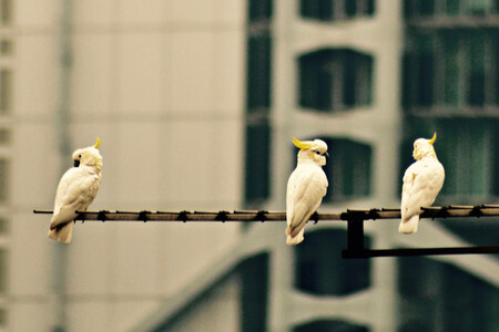 Kakadu žlutolící sice v jejich domovině na Moluckých ostrovech téměř nezahlédnete, zato se s nimi můžete bez větších problémů setkat přímo nad ulicemi Hongkongu.