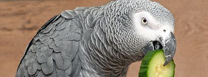 Papoušek šedý - žako Foto: Papooga / Wikimedia Commons