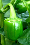 Paprika setá (Capsicum annuum)