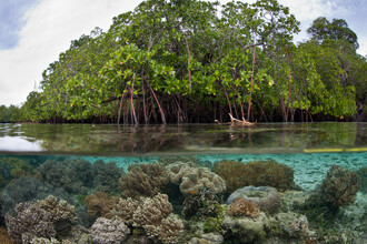 Mangrovy na Papui-Nové Guinei.