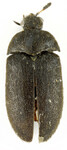 Kožojed moravský (Paranovelsis moravicus)