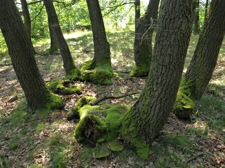 Stromy rostou ve starobylých pařezinách v trsech o průměru několika metrů. Podmolí, Liščí skála
