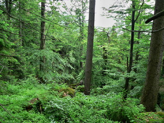 Ve vrcholových partiích Českého lesa jsou jedinečné lesy.