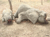 mrtvý slon africký
