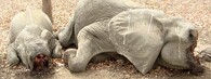 mrtvý slon africký
