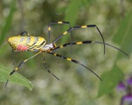 Pavouk nefila kyjovitá (Trichonephila clavata) 