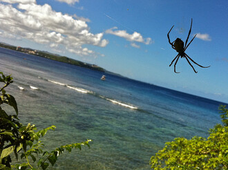 Díky zavlečeným hadům se Guam stal pavoučím rájem