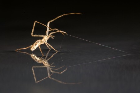 Pavouk Tetragnathid umí využít své vlákno jako kotvu.