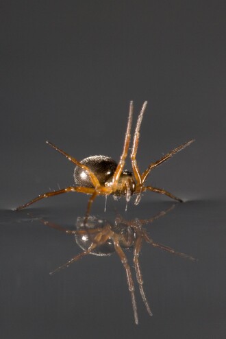 Zvednuté přední nohy slouží pavoukům rodu Linyphiid jako plachta.