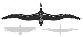 Srovnání největšího létajícího ptáka Pelagornis sandersi s dnešními ptáky. Vlevo rozpětí kondora kalifornského, vpravo albatros královský