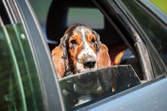 Nenechávejte své zvířecí miláčky zavřené v autě. Během horkých dnů může totiž teplota v autě vystoupat na nebezpečné hodnoty jen během několika málo minut. A to i v autech s pootevřenými okýnky nebo ponechaných ve stínu