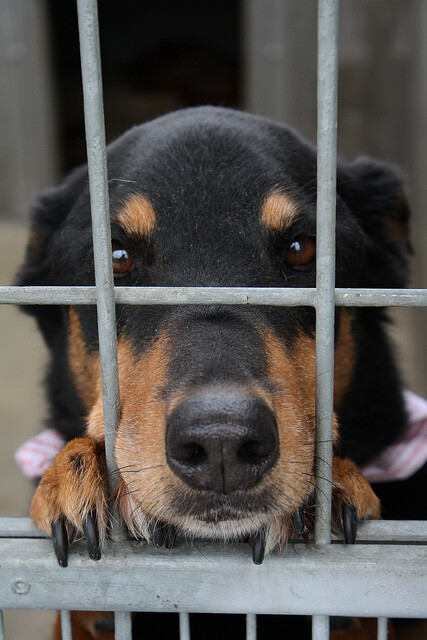 Podle Nadace na ochranu zvířat v novém zákoníku povinnost obce postarat se o nalezené zvíře uvedena není ... (ilustrační foto psa v útulku)
