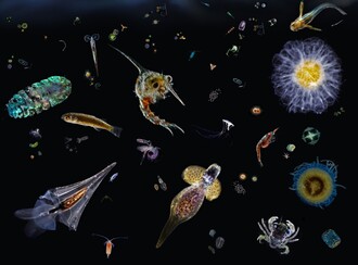 Vědci odhadli, že mořský plankton obsahuje kolem 150 tisíc genetických typů eukaryot, z nichž každý může ukrývat několik biologických druhů. Ilustrační snímek