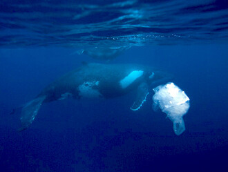 Mořský živočich proplouvající kolem plastikového sáčku.