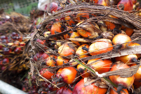 Plody palmy olejné.