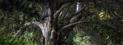Evropský strom roku získal dvousetletý buk Srdce zahrady. Foto: Bozka Piotrowska Nadace Partnerství - Evropský strom roku