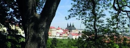 Pozoruhodné stromy Prahy Foto: prazskestromy.cz