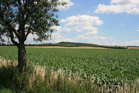 Pracký kopec na slavkovském bojišti s Mohylou míru. Pohled od silnice z Prace do Kobylnic.