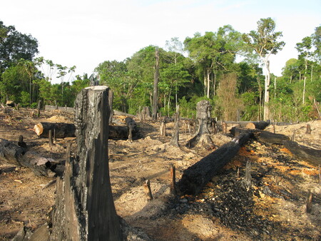 Mnoho organizací na ochranu životního prostředí tvrdí, že Temerova vláda brazilskou přírodu zničí, jelikož má v plánu umožnit velkým společnostem kácet stromy na větší části území a zakládat nové doly. / ilustrační foto