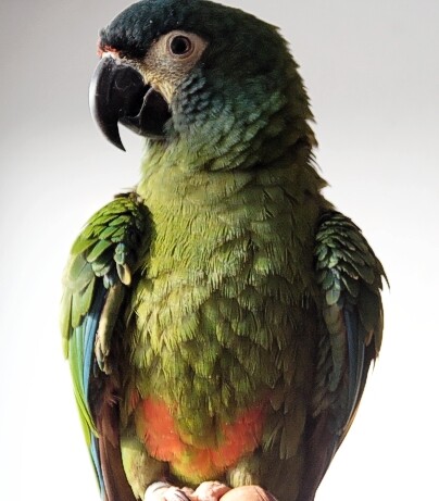 Největším úspěchem je podle Škrhákové pětice mláďat papoušků ara marakána, který patří mezi ohrožené druhy