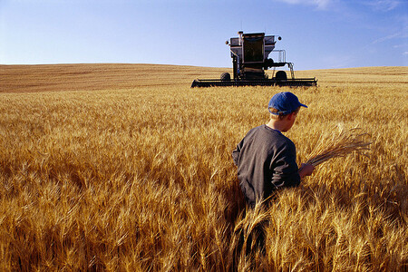 Výzkumníci se zaměřili na zemědělce, kteří pěstují pšenici. A zkoumali, jaké důvody mají pro své pěstební strategie a jak je obhajují.