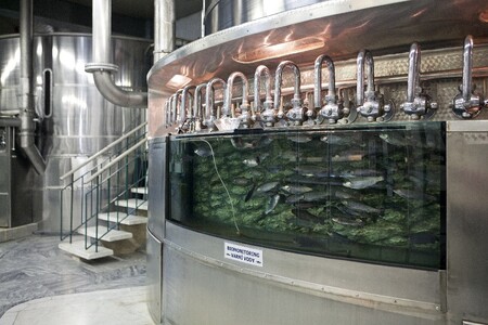Biomonitoring kvality varní vody v pivovaru