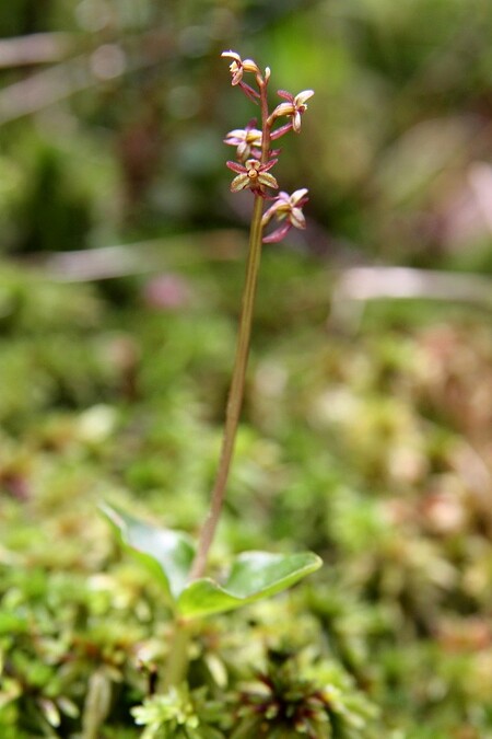 Kriticky ohrožená orchidej bradáček srdčitý v přírodní rezervaci Jelení lázeň