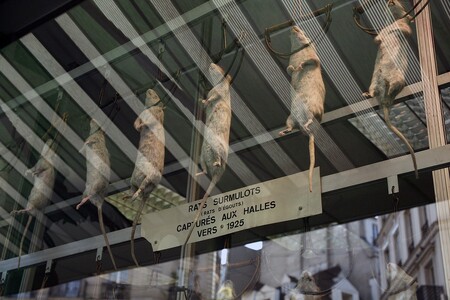 Současná pařížská krysa už není roztomilý kuchaříček z Ratatouille. Ilustrační snímek