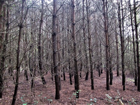 Typická podoba lesnické rekultivace na borovou monokulturu - v podrostu neroste téměř nic.