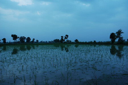 "Pro biodiverzitu nejsou tolik problematická třeba města, ale spíš pole a plantáže." Na snímku rýžové pole v pákistánském Paňdžábu.