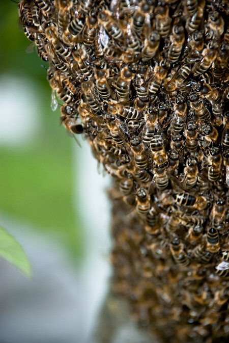 Zemědělské postřiky nejsou pro včely hlavní hrozbou, loni v Česku přes zimu přišli včelaři především kvůli nemoci varoáza zhruba o 35 procent včelstev. Podle ministerstva zemědělství bylo letos na konci října v ČR registrováno 675.046 včelstev.