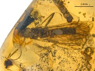 Nově objevené druhy fosilií řádu pošvatek, nazvané Rolling Stoneflies
