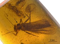 Nově objevené druhy fosilií řádu pošvatek, nazvané Rolling Stoneflies